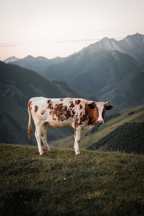 Cow Standing on Alpine Pasture