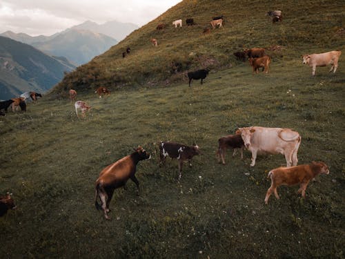 büyükbaş hayvanlar, çayır, drone çekimi içeren Ücretsiz stok fotoğraf