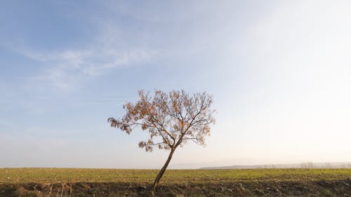 Single Tree on Field in Countryside