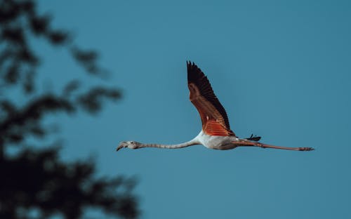 Flamingo Flying Above Trees 