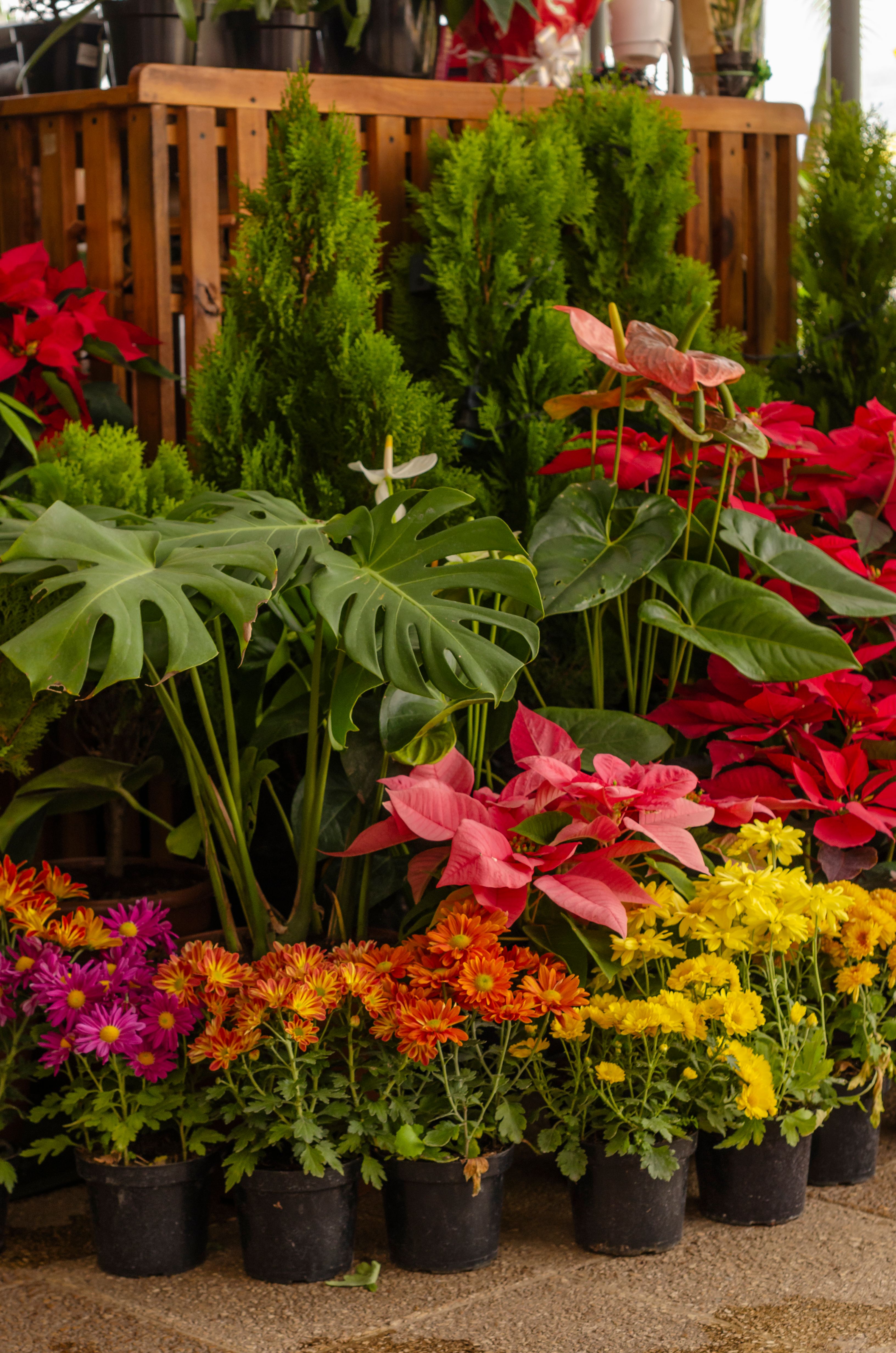 Vibrant selection of flowers and plants in San Cristóbal market, showcasing diverse floral beauty.