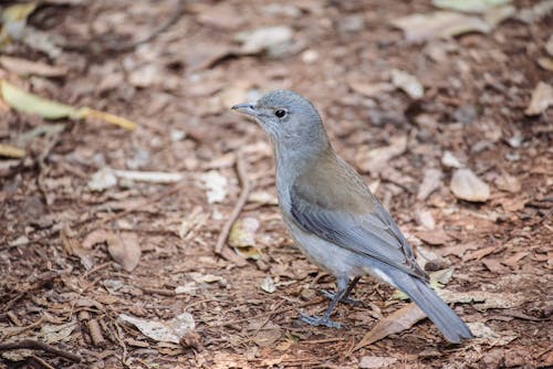 Grey Shrikethrush Bird on Ground