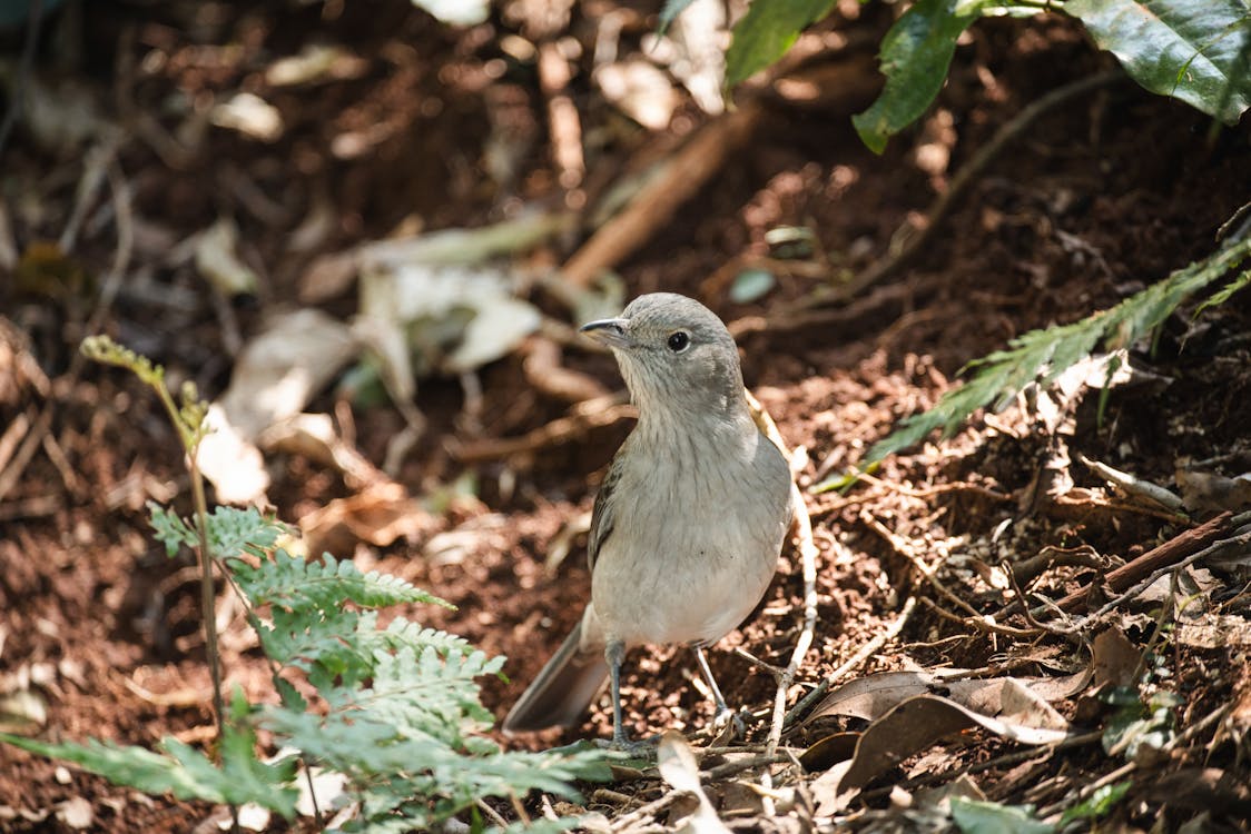 Kostenloses Stock Foto zu boden, grauer shrikethrush, klein