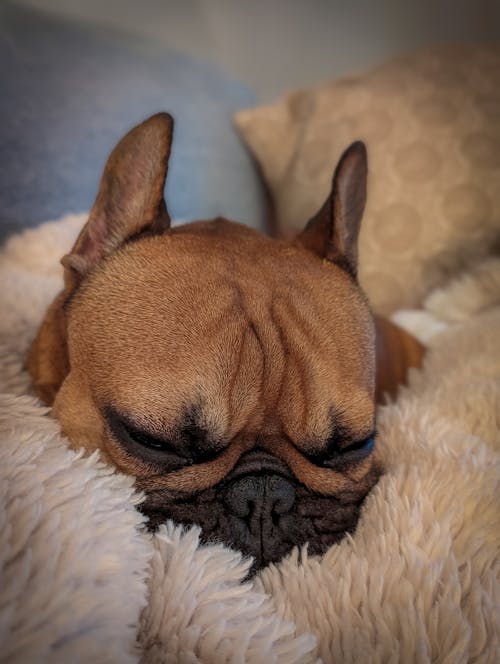 Free Head of Sleeping French Bulldog Stock Photo