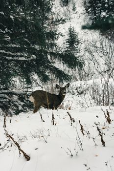 A deer stands in the snowy forest of Waterton Park, Alberta, capturing winter's serene beauty.