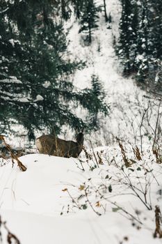 A solitary deer stands amidst snow-covered trees in Waterton Park, Alberta, showcasing winter's serene beauty.