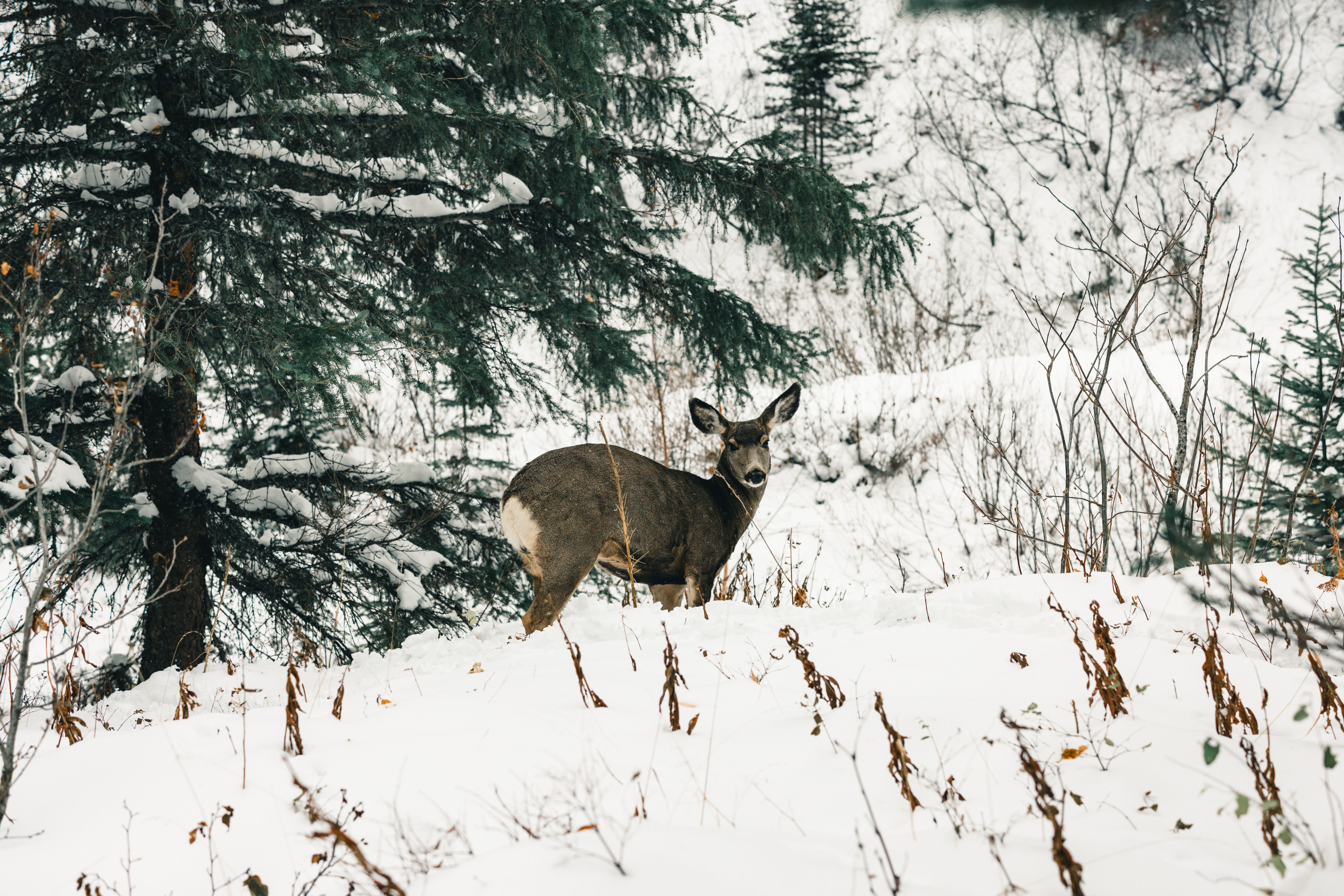 A deer stands amidst a snowy forest in Waterton Park, Alberta, showcasing winter wilderness.