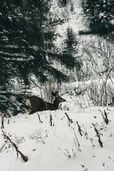 A lone deer explores the snowy landscape in Waterton Park, Alberta, Canada during winter.