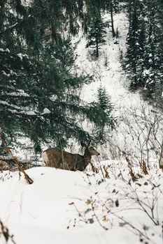 A serene winter scene with a deer in Waterton Park's snowy pine forest.