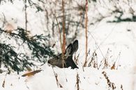 A deer quietly resting in the snowy wilderness of Waterton Park, Alberta.