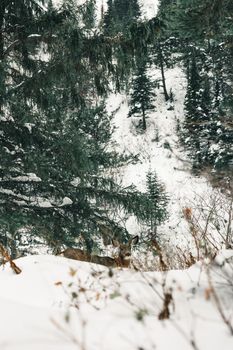 A serene winter scene with a deer in a snow-covered forest in Waterton Park.