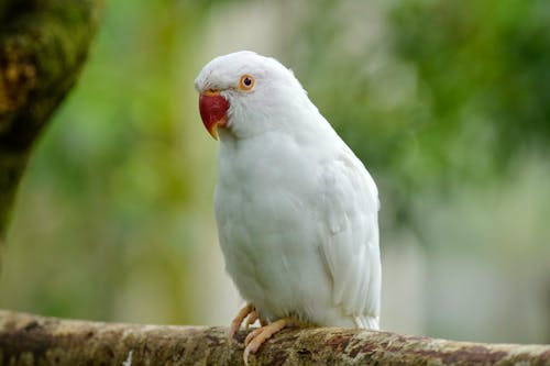 Closeup of Albino Ringneck Parrot