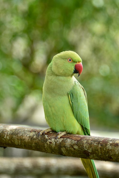 Rose-ringed Parakeet on a Tree Branch