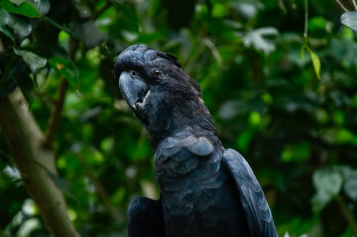 Kostenloses Stock Foto zu exotisch, kakadu, nahansicht