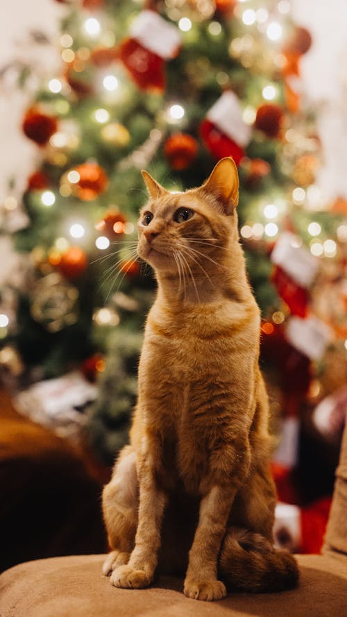 Immagine gratuita di albero di natale, animale domestico, fotografia di animali