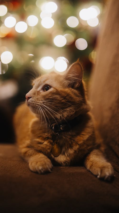 クリスマスツリー, ソファ, ネコの無料の写真素材