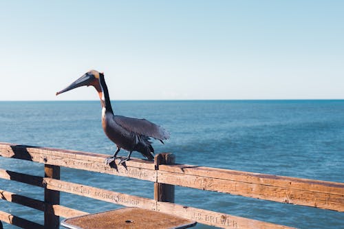 Brown Pelican on Wooden Railing on Pier