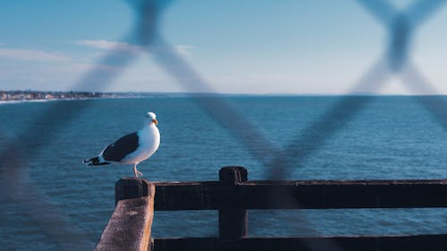 Free stock photo of blue ocean, cinemagraphy, pacific beach