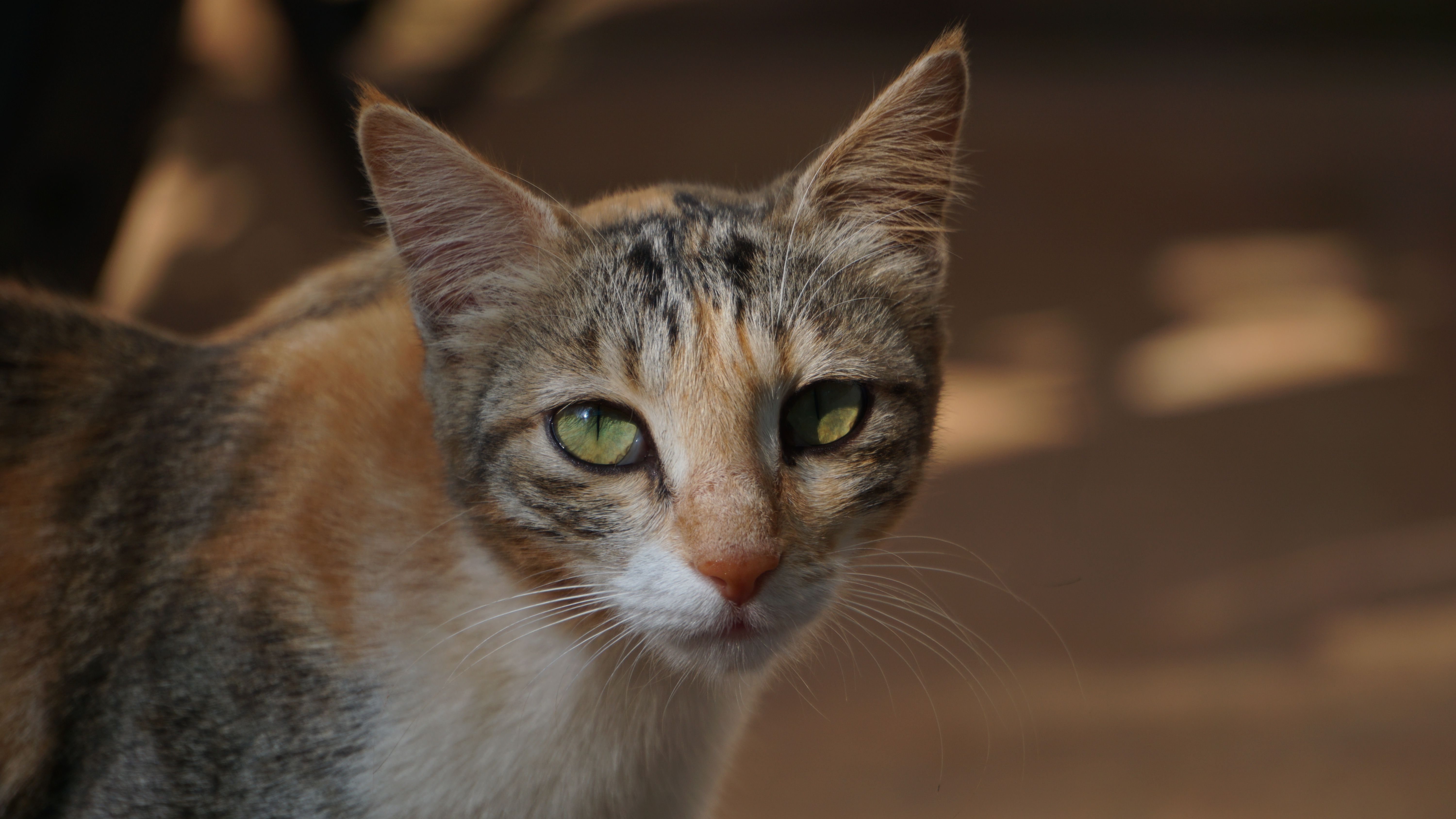 Veterinarian examining a cat during a checkup