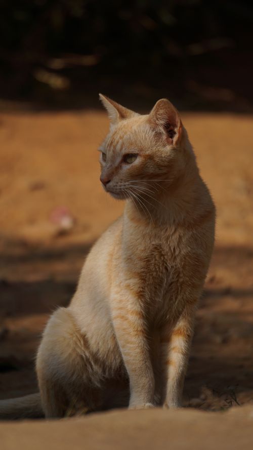 Free A close-up portrait of a ginger cat sitting outdoors, showcasing its serene demeanor. Stock Photo