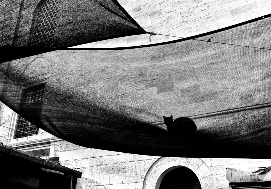 Black and white silhouette of a cat sitting under an awning in Istanbul, Türkiye.