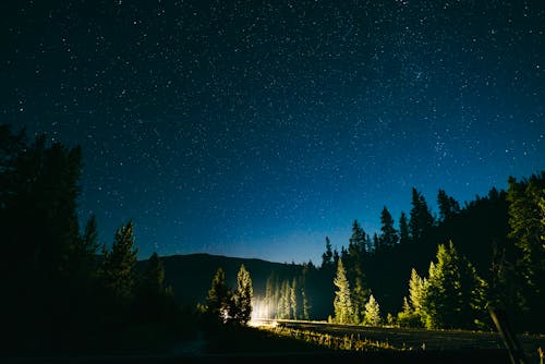 Stars In Night Sky Driving Through A Pine Forest
