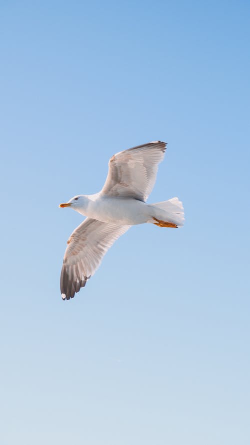 Seagull in Flight with Spread Wings