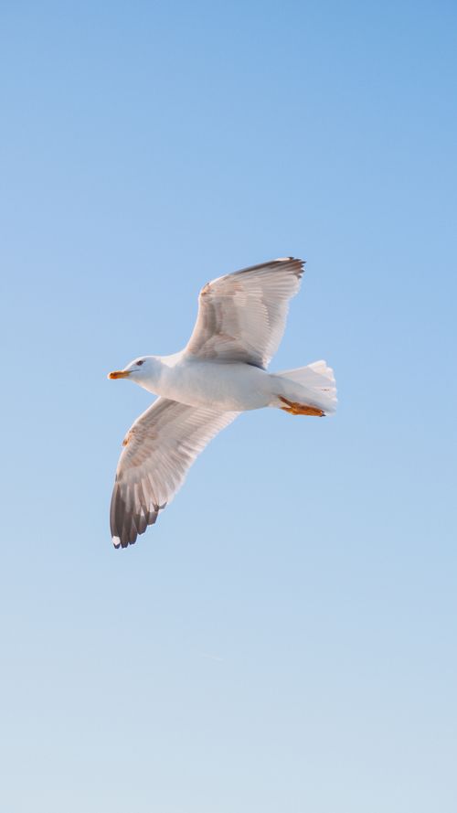 Free A majestic seagull with spread wings gliding effortlessly through a clear blue sky, captured mid-flight. Stock Photo
