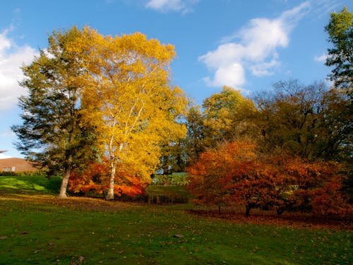 Free Trees in Autumn Stock Photo