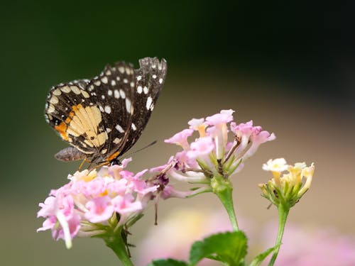 Close up of a Butterfly on a Flower