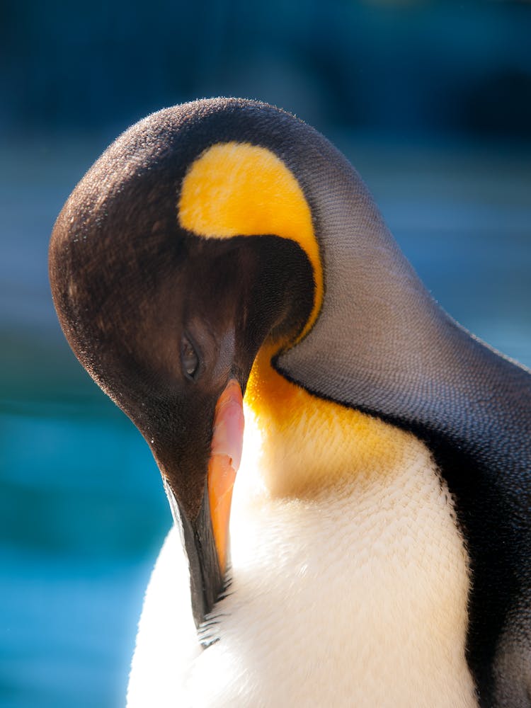 A King Penguin