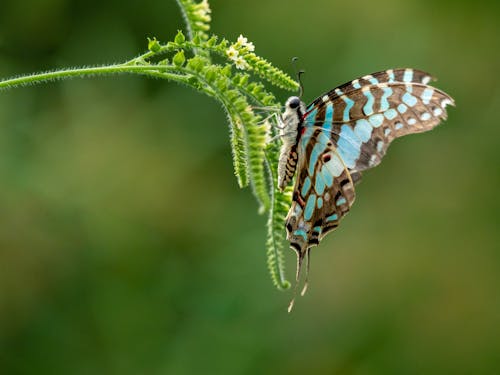 A Butterfly on a Plant