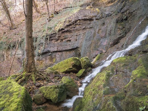 A Stream in a Forest 