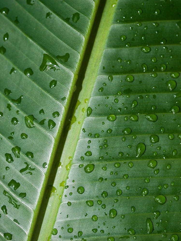 Close Up Of A Leaf With Water Drops