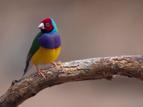 bird photo