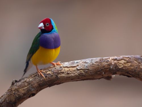Free Colorful Gouldian finch bird perching on a branch in an outdoor setting, showcasing vivid plumage. Stock Photo