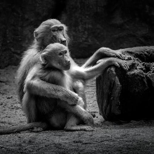 Immagine gratuita di babbuini amadriadi, bianco e nero, fotografia di animali