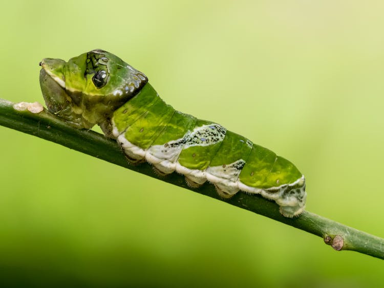 Citrus Swallowtail Caterpillar On Branch