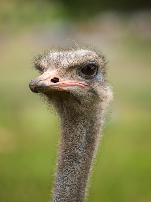 Head of Ostrich