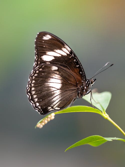 Darmowe zdjęcie z galerii z fotografia zwierzęcia, motyl, natura