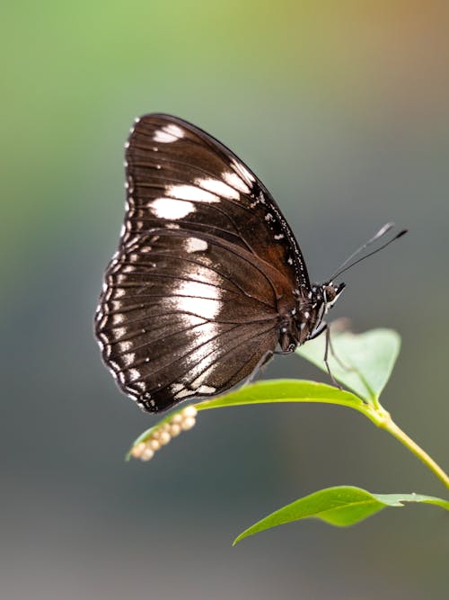 Close up of a Butterfly