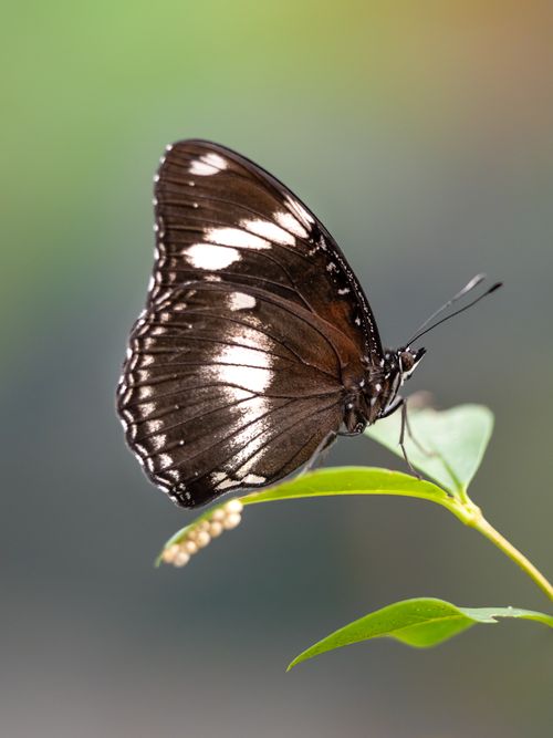 Free Elegant butterfly perched on a green leaf with soft focus background. Stock Photo