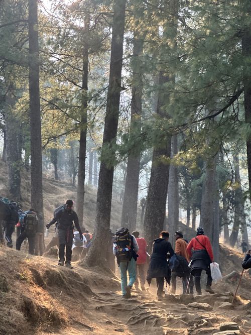 Free Group of hikers trekking through the pine forest trails of Sankri, India, in winter. Stock Photo