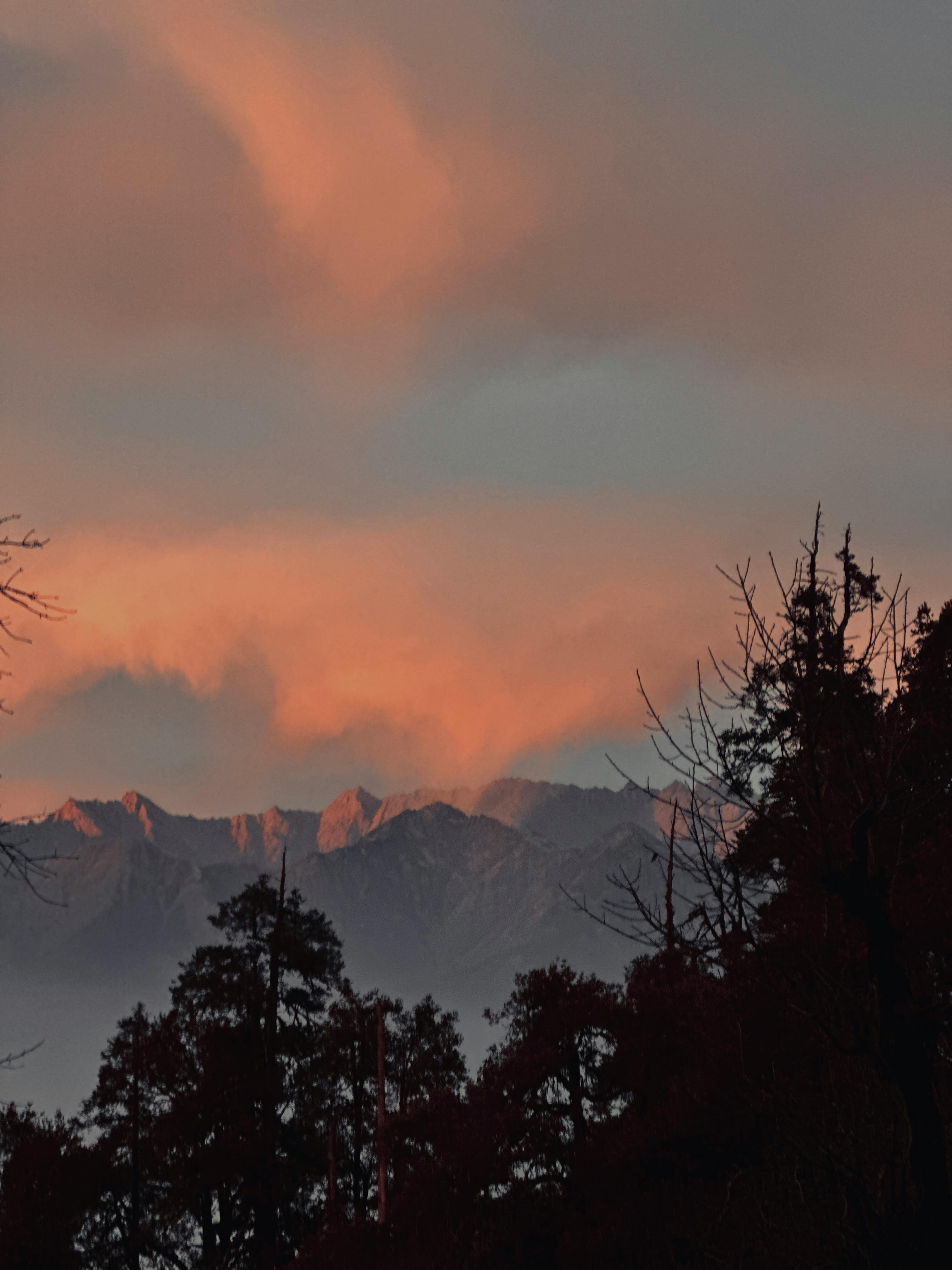 Peaceful scene of the Himalayas at sunset with pink clouds and silhouetted trees.