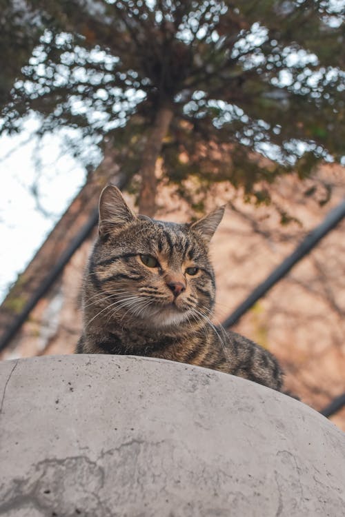 Gray Cat on Concrete