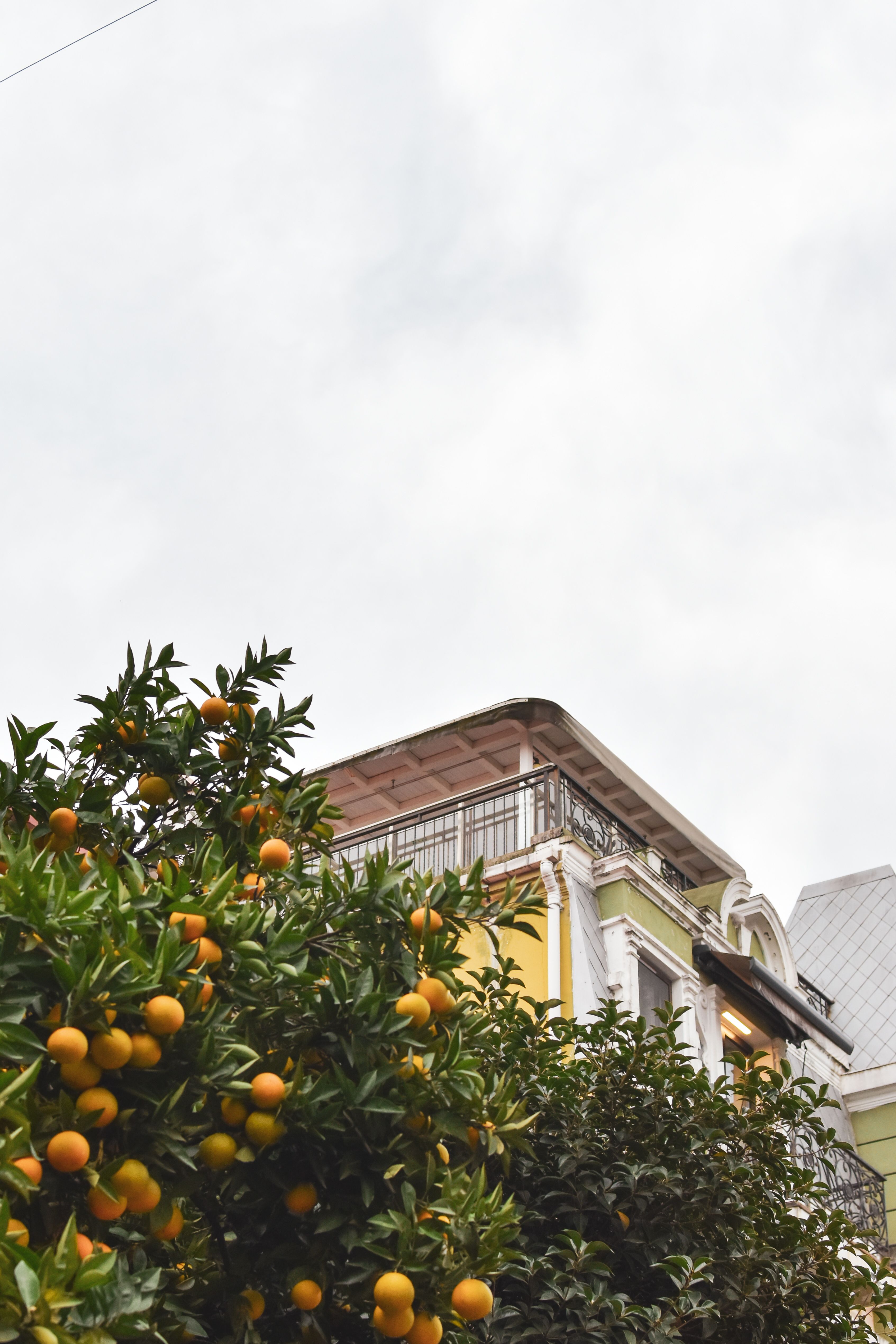 Grafted Washington Orange