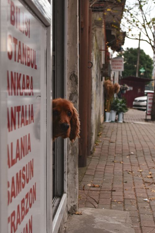 Free A brown dog peeks out a doorway onto a bustling city street with visible signs and urban architecture. Stock Photo