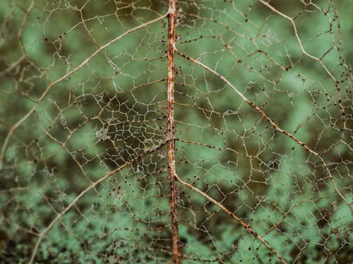 Darmowe zdjęcie z galerii z chropowaty, liść, tapeta