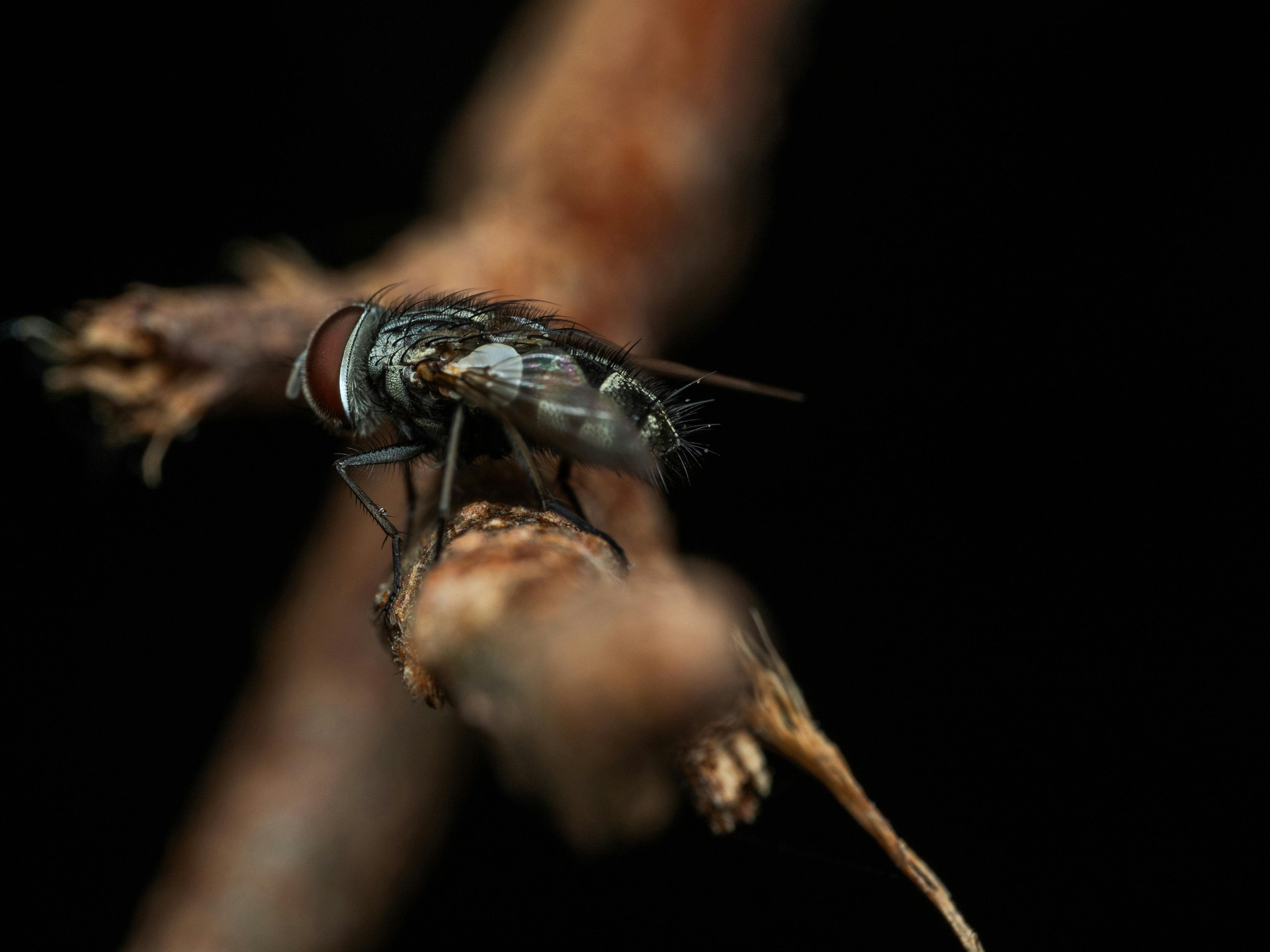 Extreme Close-up of a Fly