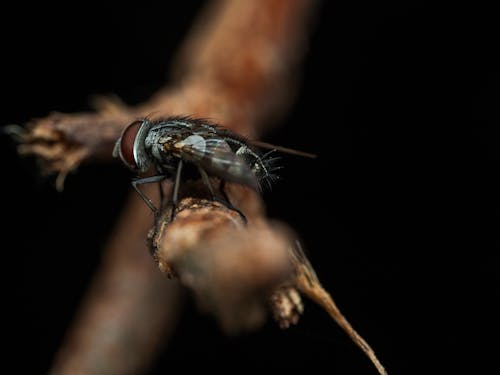 動物攝影, 宏觀, 害蟲 的 免费素材图片